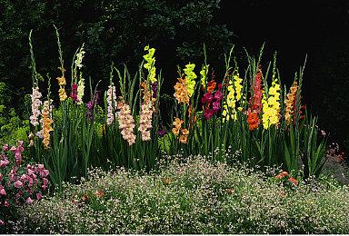 传顽皮狗裁员 《最后的生还者》多人游戏基本冻结